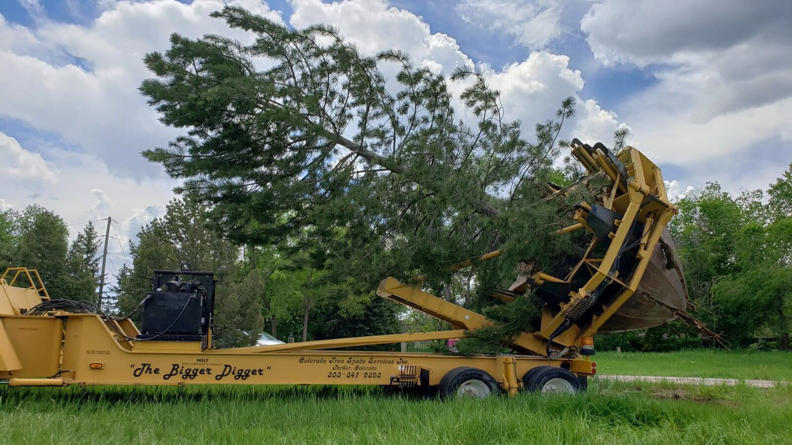 "The Bigger Digger", a machine for large tree transplanting
