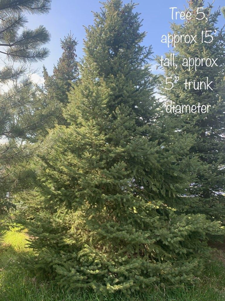 Medium-sized tree for sale, approximately 15 feet tall with a trunk diameter of 5 inches, in the Golden Area, CO