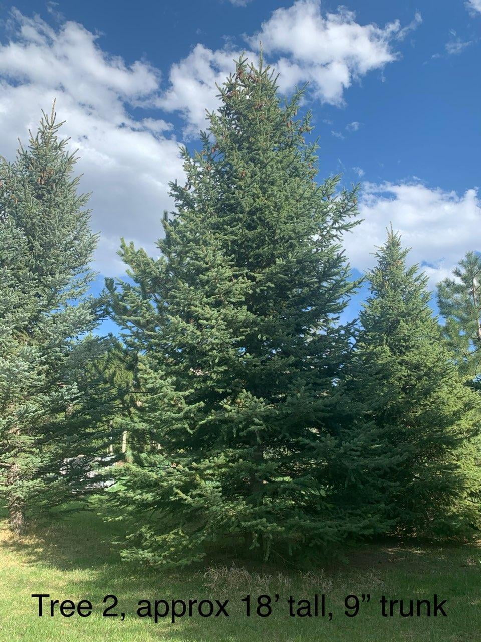 Large tree for sale, approximately 18 feet tall with a 9-inch trunk diameter, in the Golden Area, CO