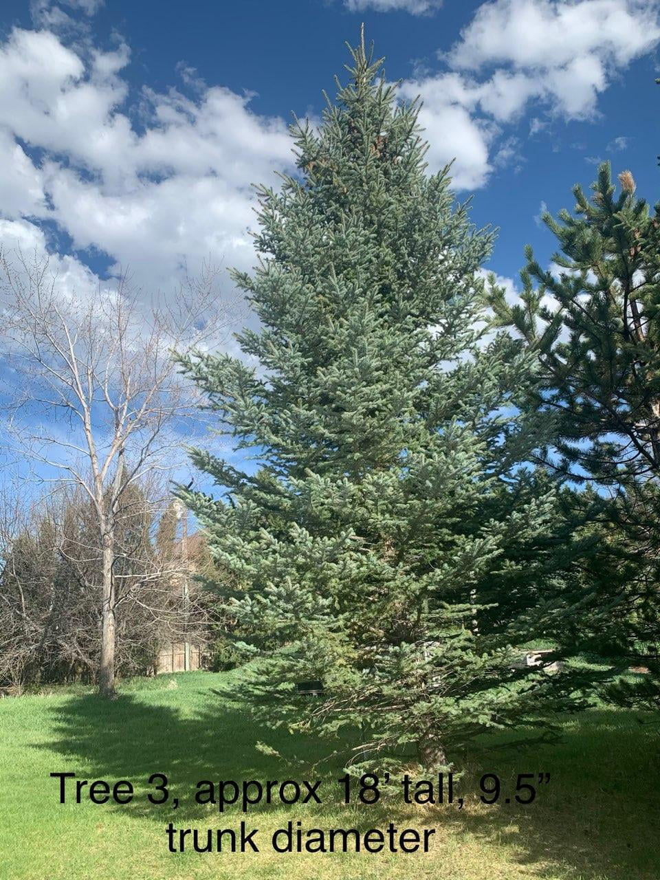 Tall tree, approximately 18' in height with a trunk diameter of 9.5", available for sale in the Golden Area, CO.
