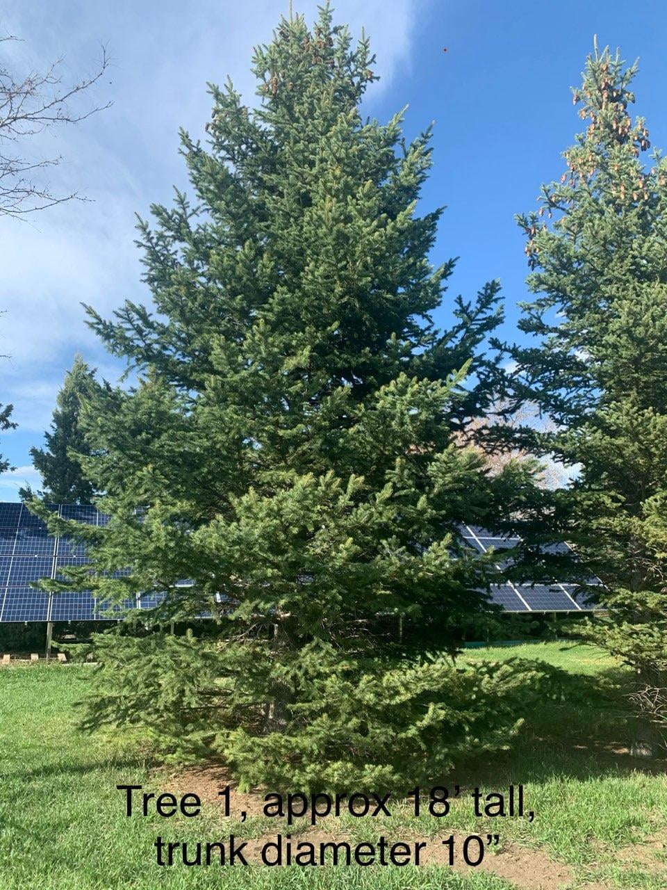 Tall tree for sale, approximately 18' in height with a trunk diameter of 10", located in the Golden Area, CO.Tall tree for sale, approximately 18' in height with a trunk diameter of 10", located in the Golden Area, CO.