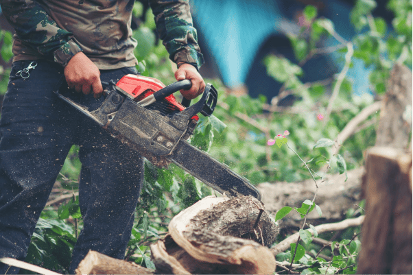How Professional Tree Removal Improves Property Value Before Construction