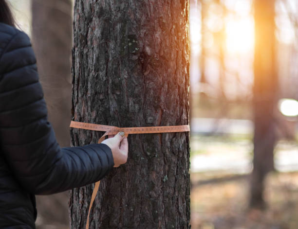 How to Measure Tree Diameter Accurately: A Step-by-Step Guide