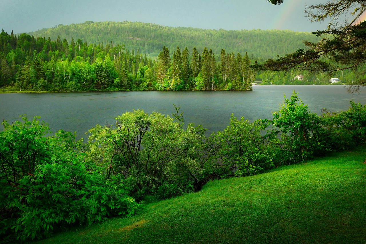 How Tree Relocation Helps Fight Climate Change