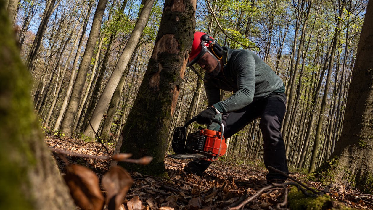 Tree Relocation vs. Removal: How Saving Trees Protects Our Environment