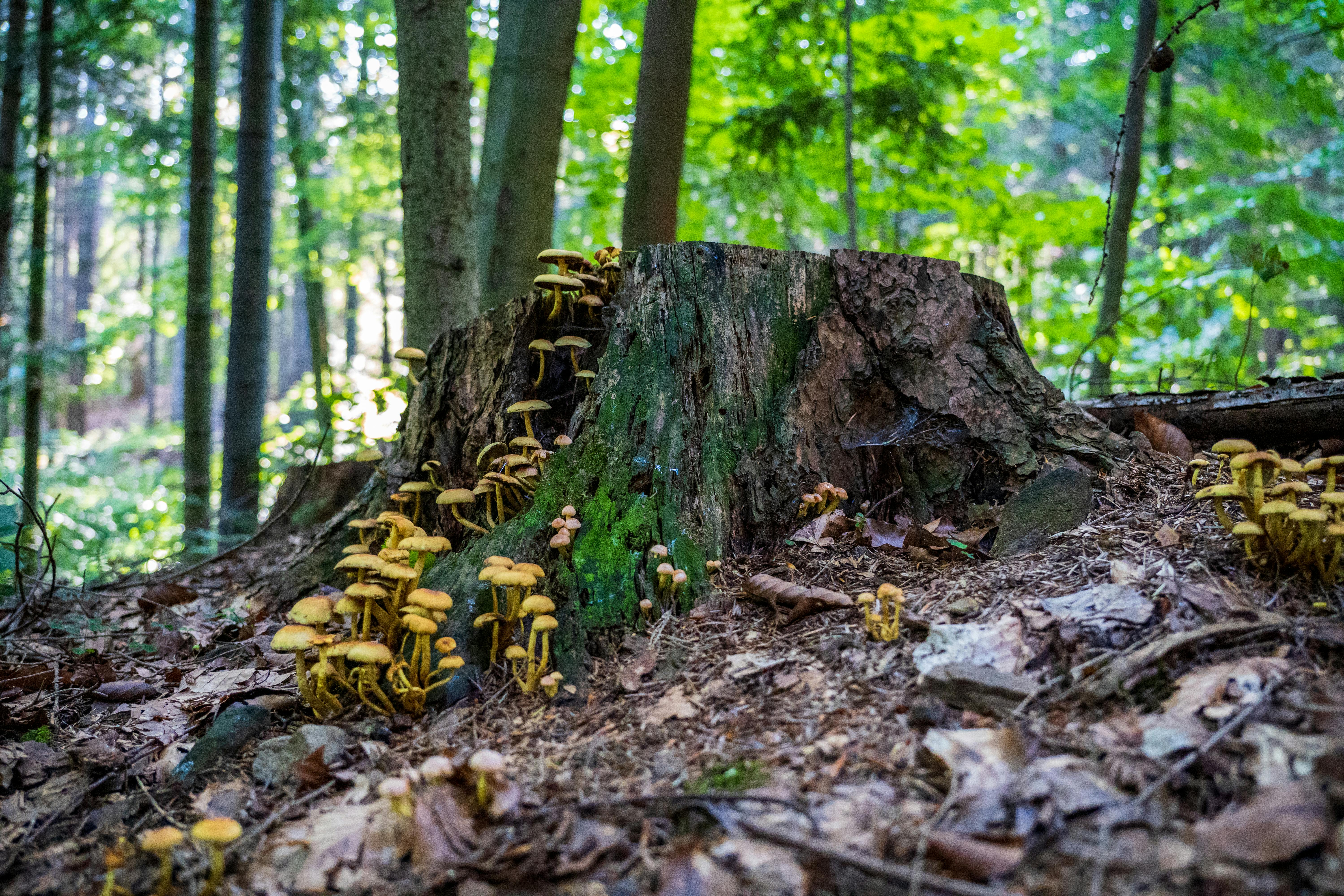 Environmental Benefits of Tree Relocation: Why Saving Mature Trees Matters