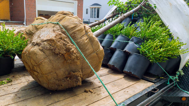 Tree Relocation Mistakes: Common Errors Contractors Make When Relocating Trees