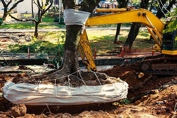 Tree Relocation Permits: Regulations And Requirements For Construction Sites