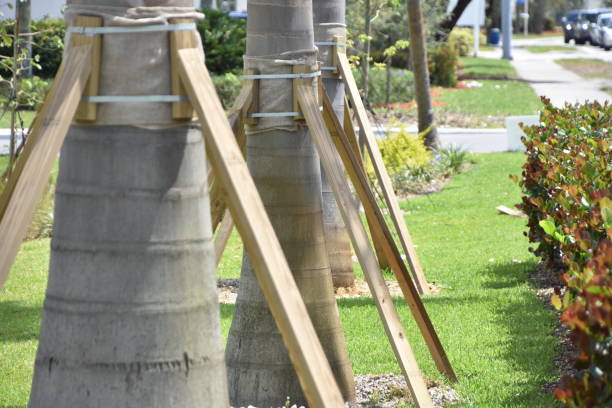 Tree Protection: How To Protect Existing Trees During Construction Projects