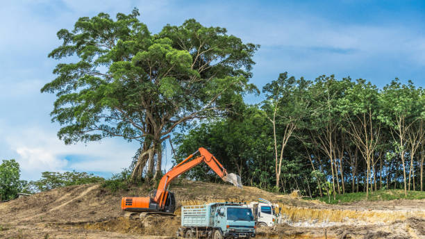Cost Breakdown: Tree Relocation Cost Vs Tree Removal In Construction
