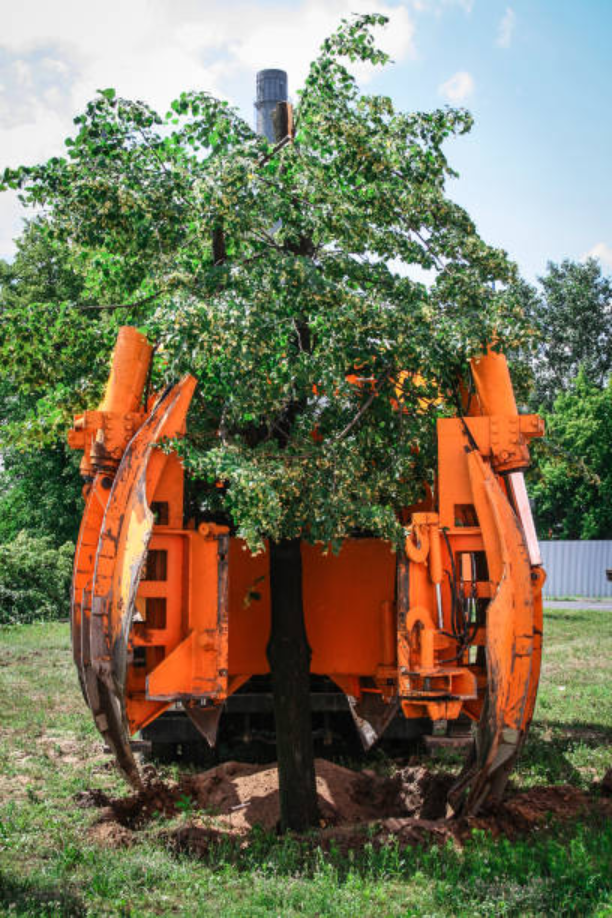Large Tree Relocation Machine Tree Relocation vs Tree Removal: What Landscaping Companies Should ...