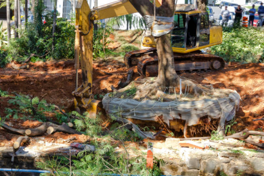 Why Preserve Trees During Demolition Colorado: A Guide for Demolition ...