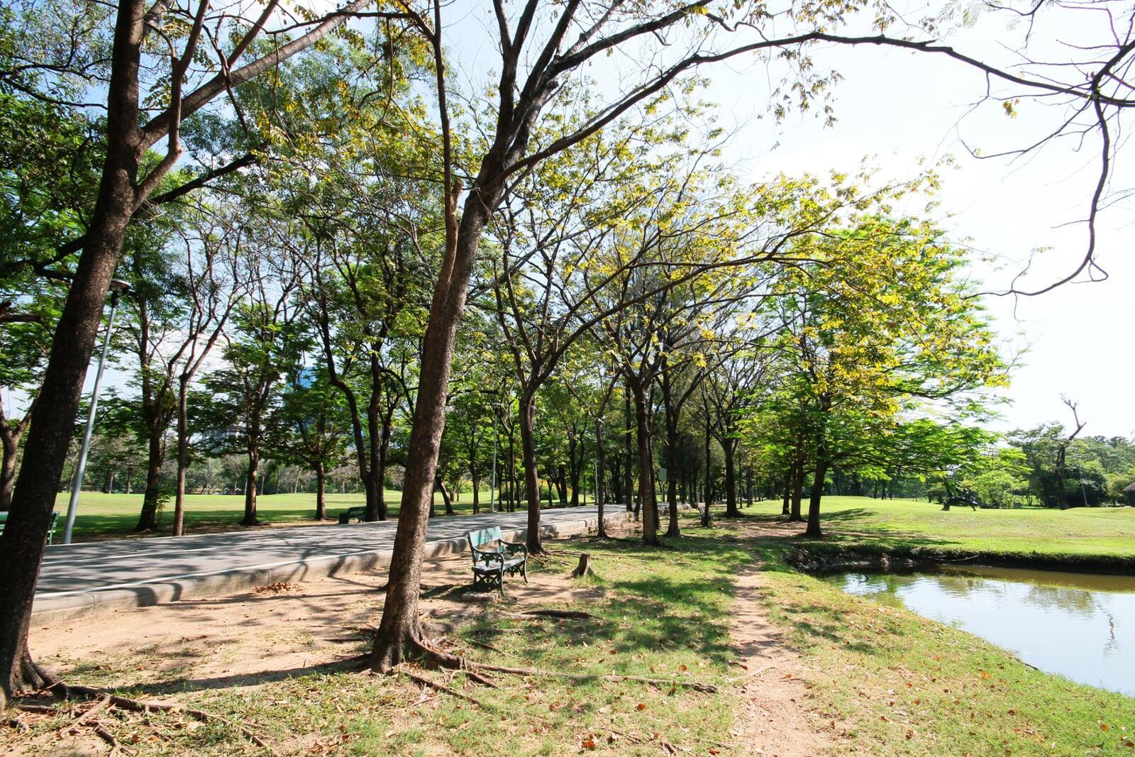 Mature Trees and Sustainable Development: Why Relocation Protects Urban Forests