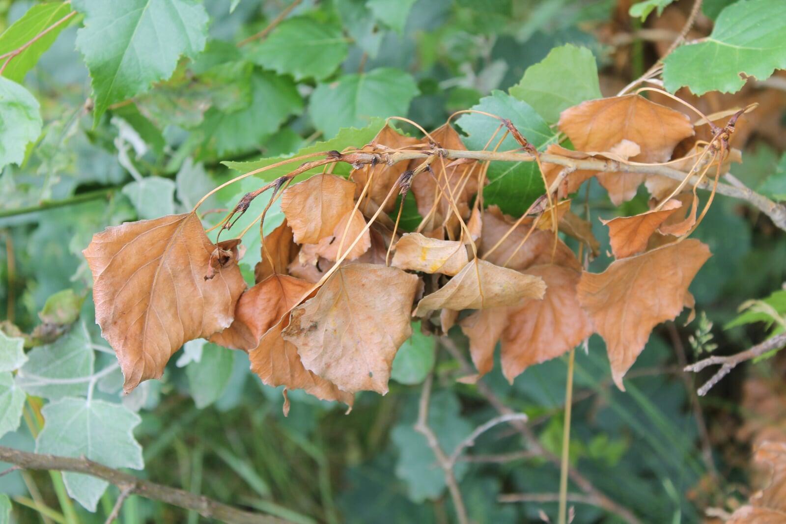 How to Tell if Your Transplanted Tree Is in Shock (And What to Do About It) 