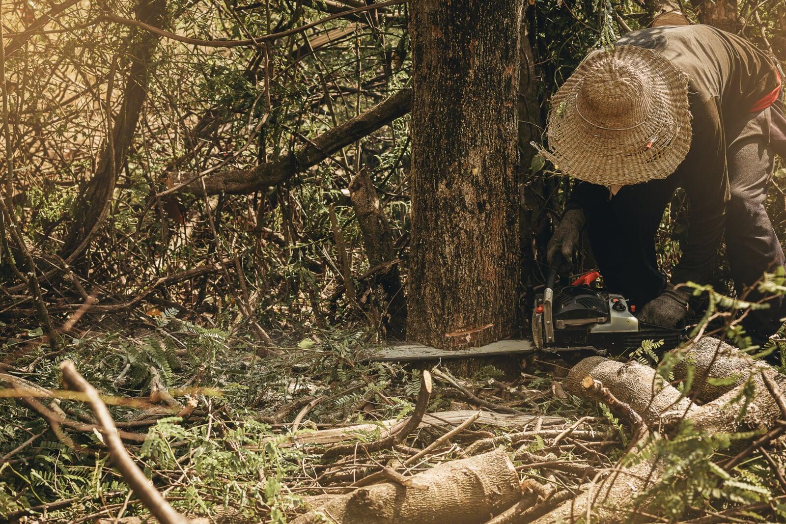 Common Challenges in Tree Relocation (and How Experts Solve Them)